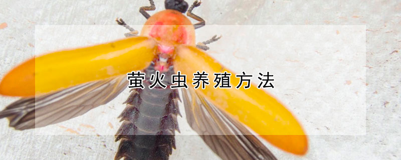 萤火虫养殖方法