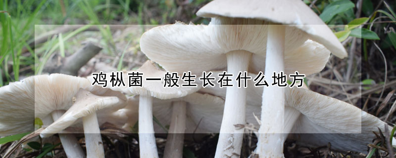 鸡枞菌一般生长在什么地方