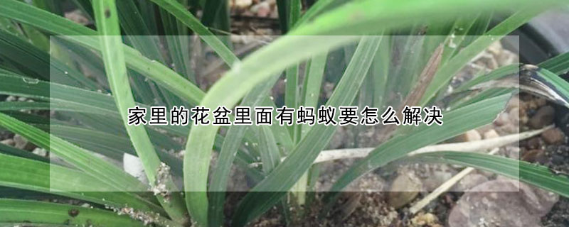 家里的花盆里面有蚂蚁要怎么解决