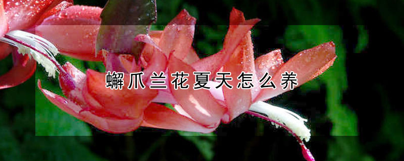 蠏爪兰花夏天怎么养