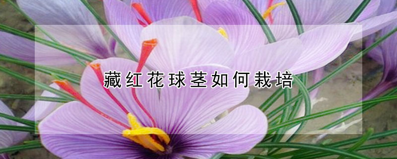 藏红花球茎如何栽培