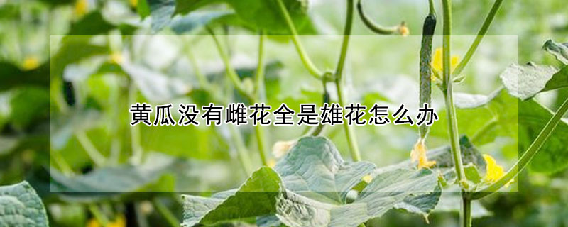 黄瓜没有雌花全是雄花怎么办