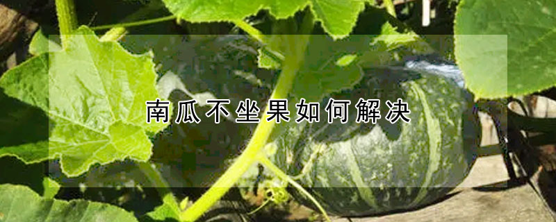 南瓜不坐果如何解决