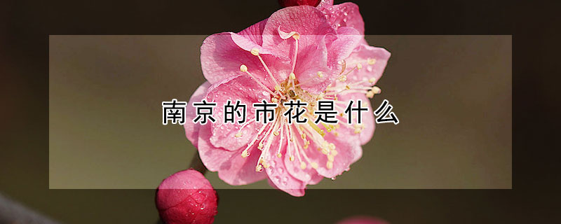 南京的市花是什么