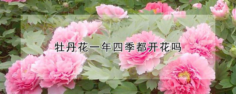 牡丹花一年四季都开花吗