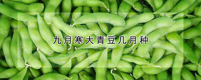 九月寒大青豆几月种