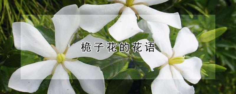 桅子花的花语