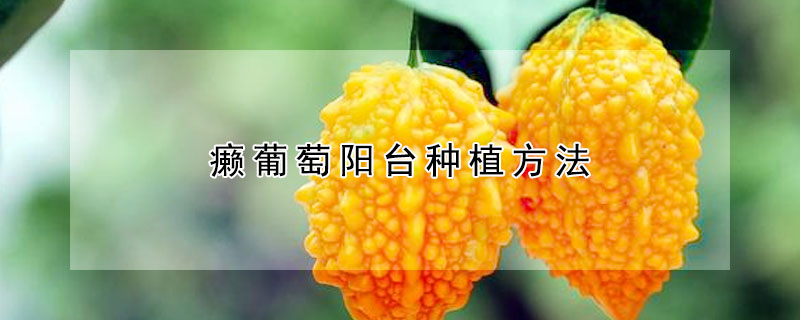 癞葡萄阳台种植方法