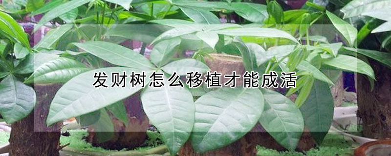 发财树怎么移植才能成活