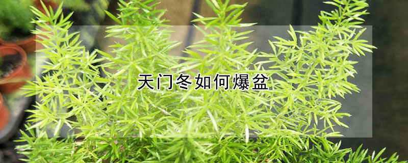 天门冬如何爆盆