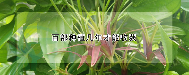 百部种植几年才能收获