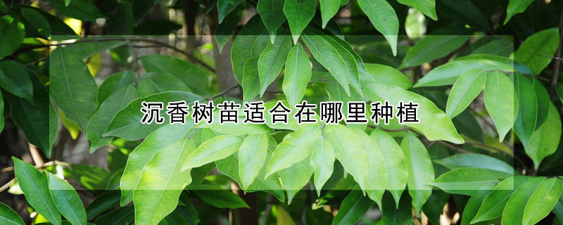 沉香树苗适合在哪里种植