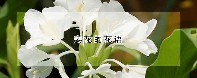 姜花的花语