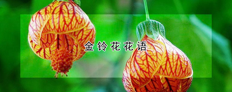 金铃花花语