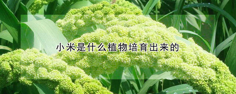 小米是什么植物培育出来的