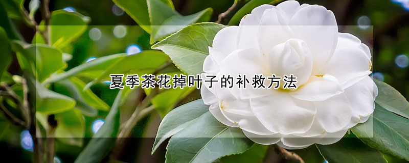 夏季茶花掉叶子的补救方法