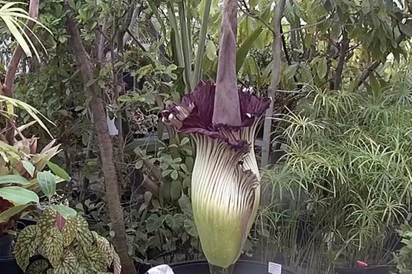 热带雨林有哪些植物