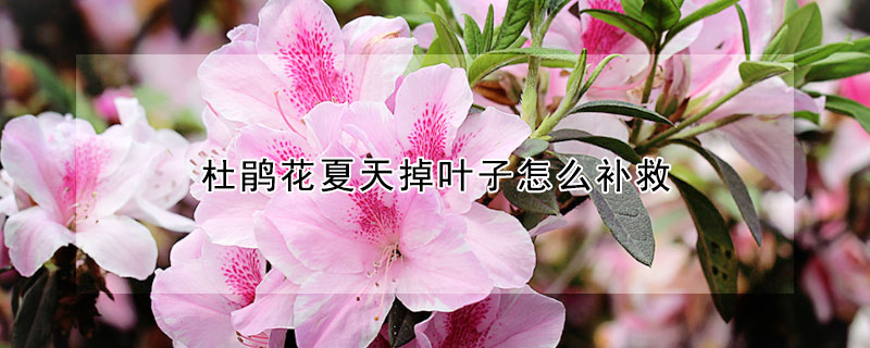 杜鹃花夏天掉叶子怎么补救