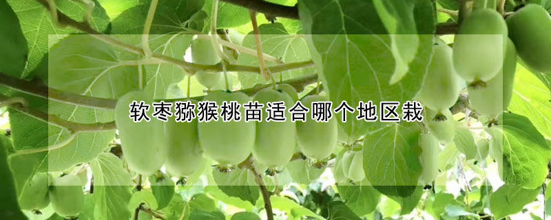 软枣猕猴桃苗适合哪个地区栽