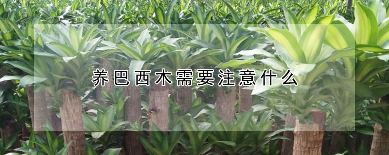 养巴西木需要注意什么