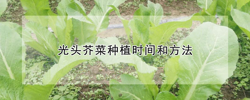 光头芥菜种植时间和方法