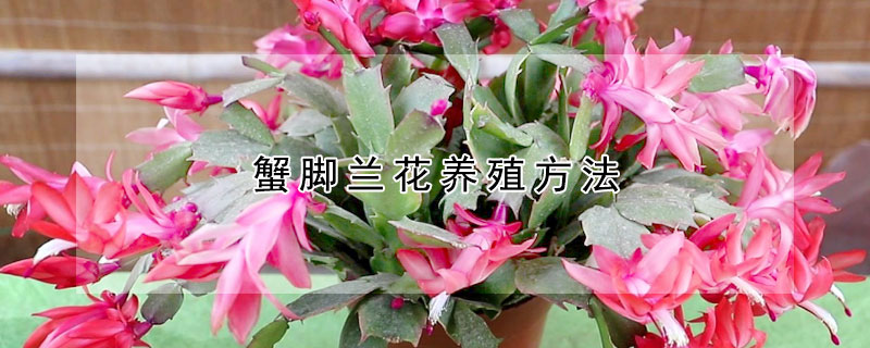 蟹脚兰花养殖方法