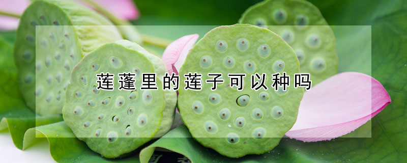 莲蓬里的莲子可以种吗