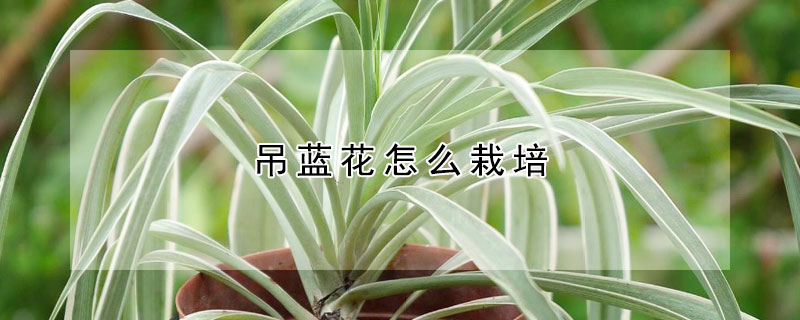 吊蓝花怎么栽培