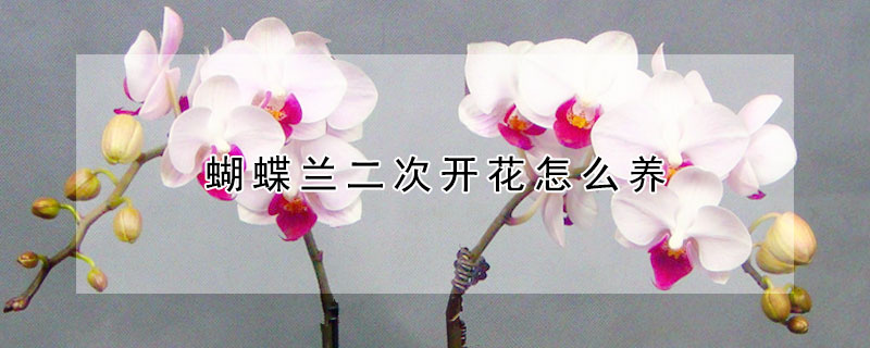 蝴蝶兰二次开花怎么养