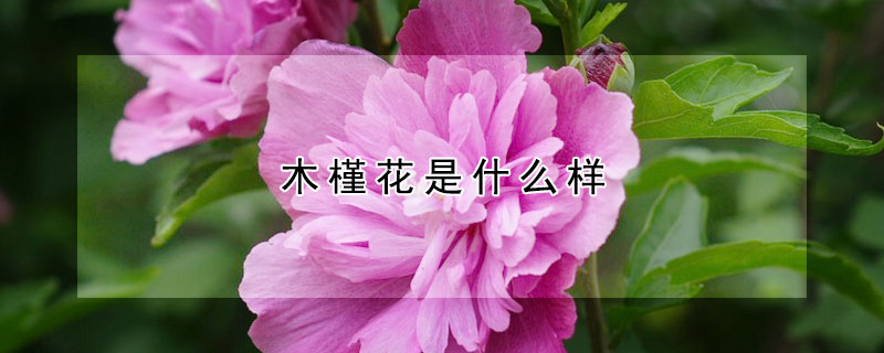 木槿花是什么样