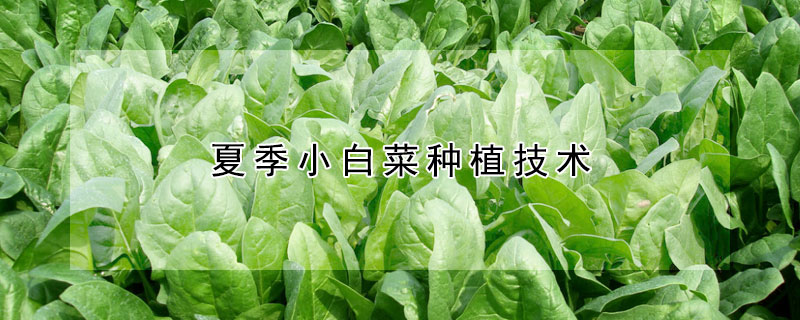 夏季小白菜种植技术