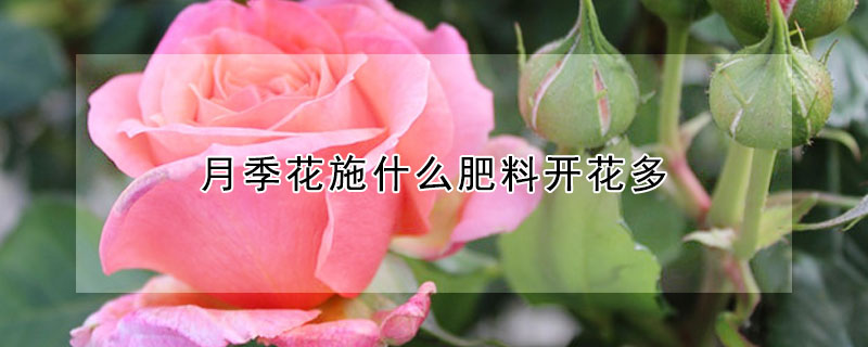 月季花施什么肥料开花多