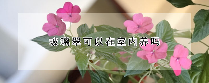 玻璃翠可以在室内养吗