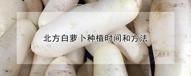 北方白萝卜种植时间和方法