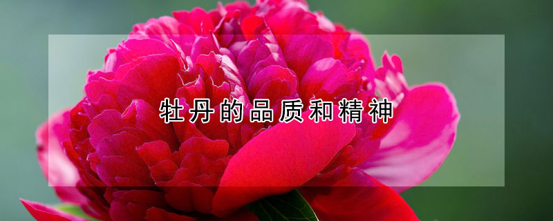 牡丹的品质和精神