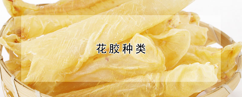 花胶种类