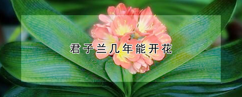 君子兰几年能开花