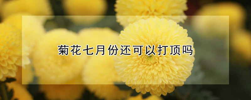 菊花七月份还可以打顶吗