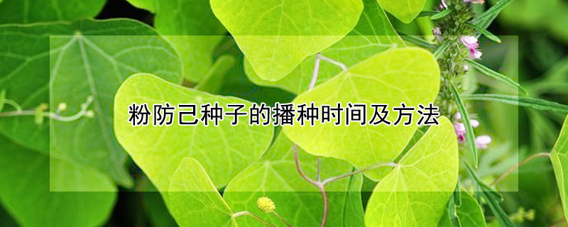 粉防己种子的播种时间及方法