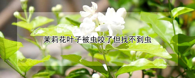 茉莉花叶子被虫咬了但找不到虫