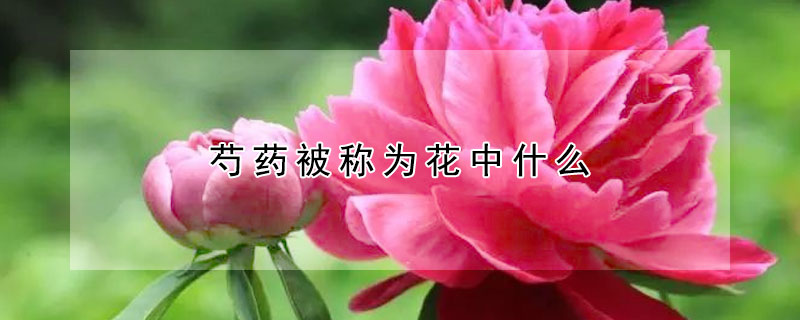 芍药被称为花中什么