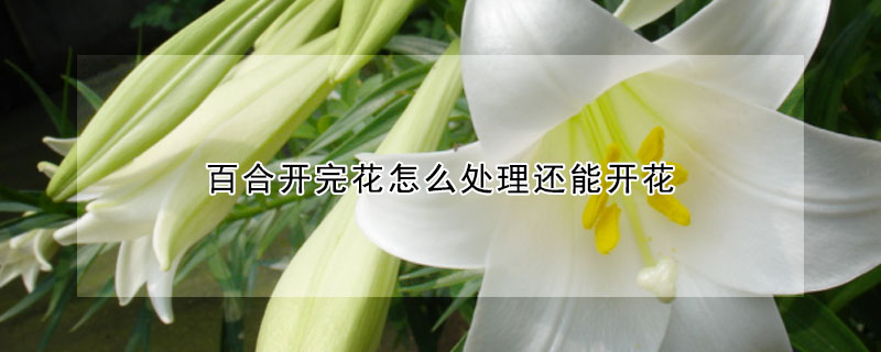 百合开完花怎么处理还能开花