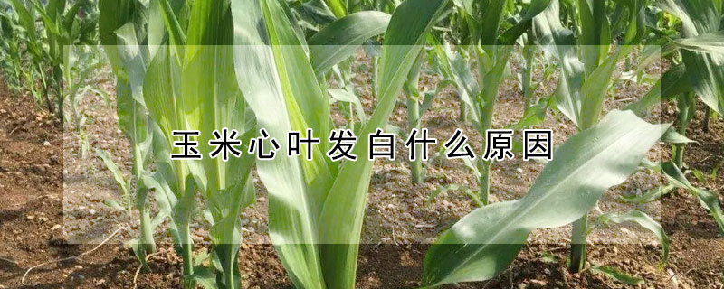 玉米心叶发白什么原因