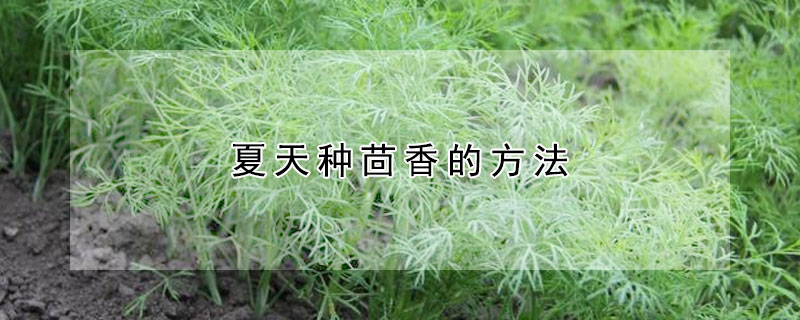 夏天种茴香的方法