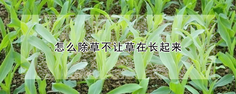 怎么除草不让草在长起来