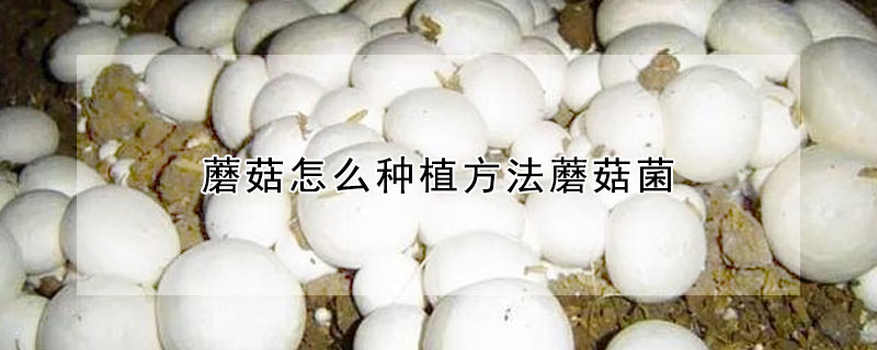 蘑菇怎么种植方法蘑菇菌