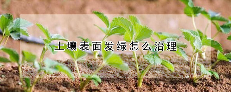 土壤表面发绿怎么治理