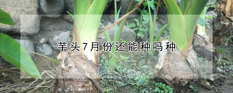 芋头7月份还能种吗种