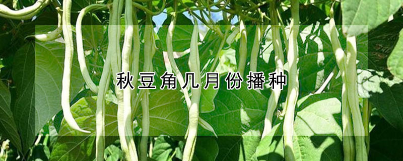 秋豆角几月份播种