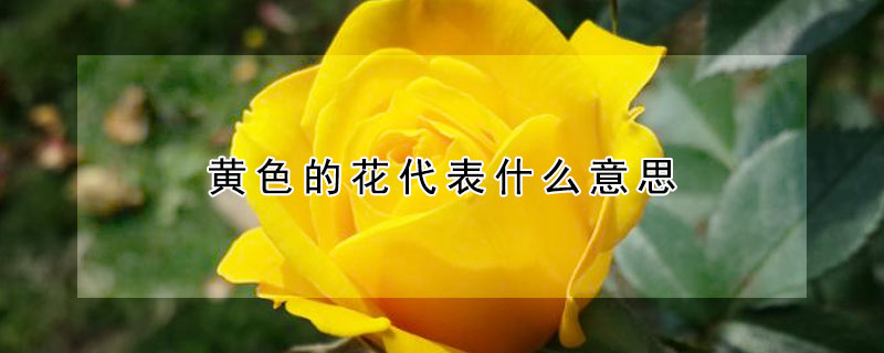 黄色的花代表什么意思